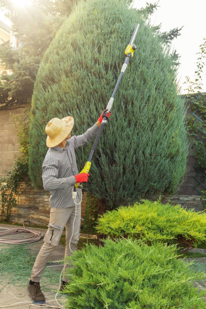 Best Local Tree Services  in Hobe Sound, FL